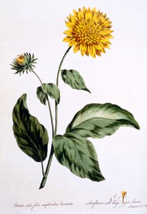 向日葵与大锯齿状的叶子，插图来自&39;英国中医&39;，于1770年3月出版