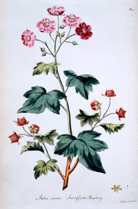 甜加拿大覆盆子[Rubus odoratus]，来自约翰爱德华兹的&39;英国草药&39;的插图，于1770年3月出版