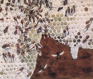 蜜蜂酿蜜，插图来自 Gladys Davidson 的《Helpers Without Hands》，1919 年出版（彩色平版印刷） 作者 约翰·埃德温·诺布尔