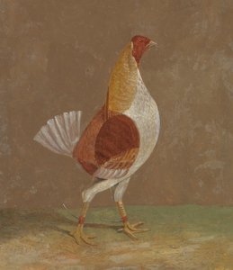 斗鸡：一只苍胸斗鸡，面向右侧