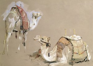 骆驼研究 作者 约翰·弗雷德里克·刘易斯