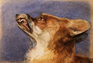狐狸的头 作者 约翰·弗雷德里克·刘易斯