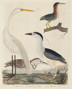 绿鹭、夜鹭、幼鹭和大白鹭，1808-1814年出版。 作者 约翰·G·沃尼克