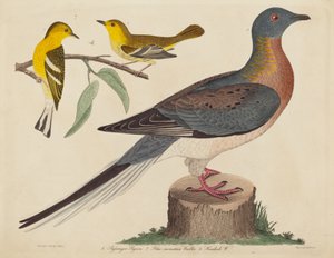 客鸽、蓝山莺和铁杉莺，1808-1814年出版。 作者 约翰·G·沃尼克