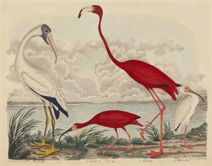 木鹮、红鹮、火烈鸟和白鹮，1808-1814年出版。 作者 约翰·G·沃尼克