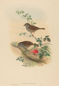 重音模块is Dunnock。创作者：约翰-古尔德，亨利-康斯坦丁-里希特。 作者 约翰·古尔德和亨利·康斯坦丁·里希特