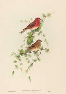 Carpodacus erythrinus 普通玫瑰雀。创作者：约翰-古尔德，亨利-康斯坦丁-里希特。 作者 约翰·古尔德和亨利·康斯坦丁·里希特