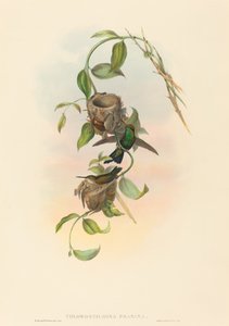 Chlorostilbona prasina Puncheran的绿宝石。创造者：John Gould, Henry Constantine Richter. 作者 约翰·古尔德和亨利·康斯坦丁·里希特