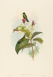 Eucephala caerulea 蓝颏的蓝宝石。创造者：John Gould, Henry Constantine Richter. 作者 约翰·古尔德和亨利·康斯坦丁·里希特