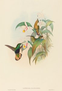 Lafresnaya flavicaudata 水尾绒毛胸脯。创作者：约翰-古尔德，亨利-康斯坦丁-里希特。 作者 约翰·古尔德和亨利·康斯坦丁·里希特