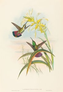Lampornis veraguensis Veraguan Mango.创作者：John Gould, Henry Constantine Richter.