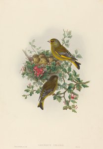 Ligurinus chloris Greenfinch.创作人：约翰-古尔德，亨利-康斯坦丁-里希特。 作者 约翰·古尔德和亨利·康斯坦丁·里希特