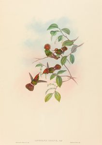 Lophornas reginae Spangled Coquette.创作人：John Gould, Henry Constantine Richter. 作者 约翰·古尔德和亨利·康斯坦丁·里希特