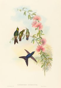 Ramphomicron microrhyncha 小嘴荆棘鸟。创作者：John Gould, Henry Constantine Richter. 作者 约翰·古尔德和亨利·康斯坦丁·里希特