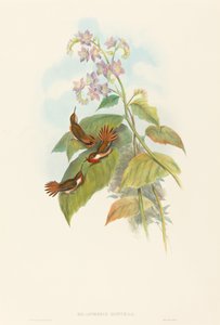 Selashorus scintilla闪烁的蜂鸟。创作者：约翰-古尔德，亨利-康斯坦丁-里希特。 作者 约翰·古尔德和亨利·康斯坦丁·里希特