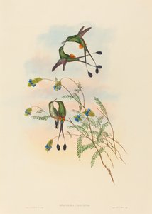 Spathura peruana Peruvian Racket-Tail.创作者：约翰-古尔德，亨利-康斯坦丁-里希特。 作者 约翰·古尔德和亨利·康斯坦丁·里希特