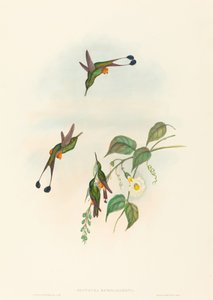 Spathura rufocaligata 红臀拍子尾。创作者：约翰-古尔德，亨利-康斯坦丁-里希特。 作者 约翰·古尔德和亨利·康斯坦丁·里希特
