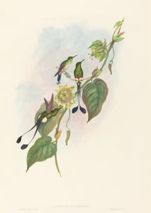 Spathura underwoodi 白足拍尾。创作者：John Gould, Henry Constantine Richter. 作者 约翰·古尔德和亨利·康斯坦丁·里希特