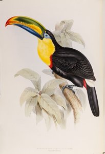 Ramphastidae或巨嘴鸟家族专着，第一版，出版于1834年 作者 约翰·古尔德