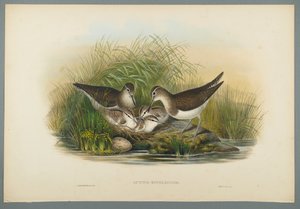 Actitis Hypoleucos  - 夏季狙击（编织纸上的彩色光刻） 作者 约翰·古尔德