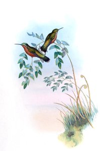 Adelomyia castaneiventris = Lampornis castaneoventris 作者 约翰·古尔德