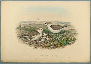 Aegialophilus Cantianus  -  Kentish Plover（编织纸上的彩色石版） 作者 约翰·古尔德