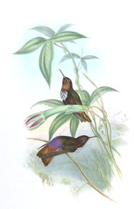 芦荟 作者 约翰·古尔德