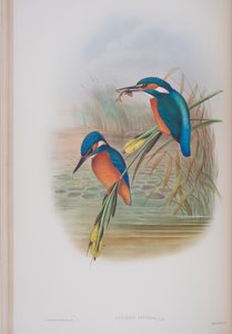 Alcedo Ispida，来自英国鸟类的约翰古尔德，1862-73出版（手工彩色光刻） 作者 约翰·古尔德