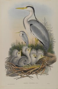 Ardea Cinerea  - 苍鹭 作者 约翰·古尔德