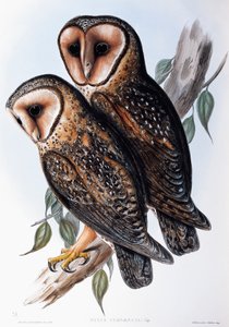 澳大利亚假面鸟（Strix personata），石版画，来自《澳大利亚鸟类》。 作者 约翰·古尔德