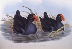 澳大利亚沼泽动物（Porphyrio melanotus），约翰-古尔德的雕刻作品 作者 约翰·古尔德