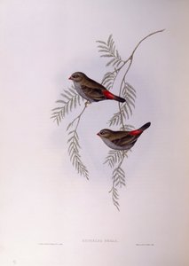 美丽的火尾鱼（Stagonopleura bella），John Gould的雕刻作品 作者 约翰·古尔德