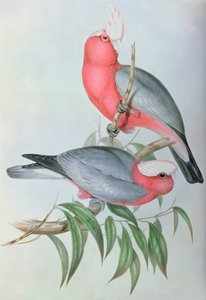 亚洲鸟类 作者 约翰·古尔德