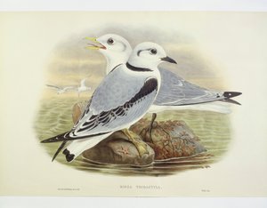 黑腿海雀（Rissa tridactyla），约翰-古尔德、威廉-哈特、H-C-里希特的雕刻作品 作者 约翰·古尔德