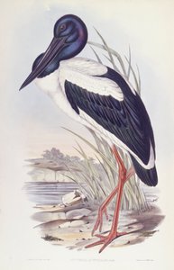 黑颈鹳（Ephippiorhynchus asiaticus），约翰-古尔德的雕刻作品 作者 约翰·古尔德