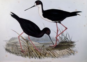 黑鹳（Himantopus novaezelandiae），来自澳大利亚鸟类的雕刻品 作者 约翰·古尔德