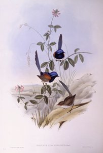 蓝胸仙鹤（Malurus pulcherrimus），John Gould的雕刻作品 作者 约翰·古尔德