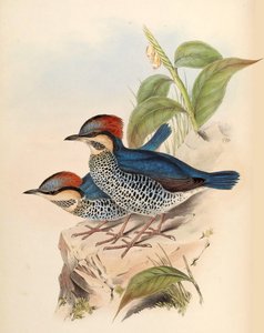 蓝色Pitta Pitta cyanea Blyth 作者 约翰·古尔德