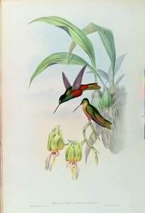 波拿巴的Star Fronted蜂鸟（彩色光刻） 作者 约翰·古尔德