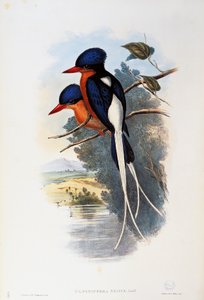 棕胸翠鸟(Tanysiptera sylvia) 作者 约翰·古尔德