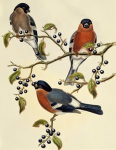 牛雀（Pyrrhula pyrrhula），约翰-古尔德（1804-1881）的雕刻作品。英国 作者 约翰·古尔德