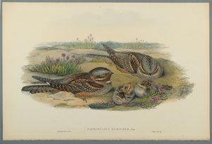 Caprimulgus Europaeus（编织纸上的彩色石版） 作者 约翰·古尔德