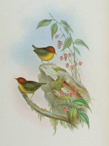 Cettia castaneocoronata 作者 约翰·古尔德