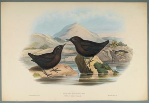 Cinclus Pallasi：Pallas Water Ouzel（编织纸上的彩色平版印刷） 作者 约翰·古尔德