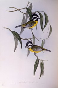 凤头鹦鹉（Falcunculus frontatus），John Gould的雕刻作品 作者 约翰·古尔德
