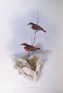 绯红聊天（Epthianura tricolour），约翰-古尔德的雕刻作品 作者 约翰·古尔德
