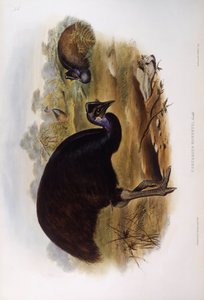 矮小的沙燕（Casuarius bennetti），约翰-古尔德的雕刻作品 作者 约翰·古尔德