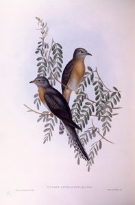 扇尾鹃（Cacomantis flabelliformis），约翰-古尔德的雕刻作品 作者 约翰·古尔德