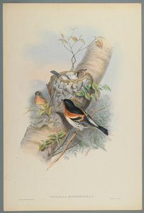 Fringilla Montifringilla  -  Bramblefinsh（编织纸上的彩色石版） 作者 约翰·古尔德