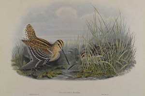 Gallinago Major  - 伟大的狙击手 作者 约翰·古尔德